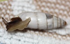 Leucomastus varnensis -  2. Fund