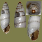 Leucomastus (Zebrina) varnensis (Pfeiffer, 1847)