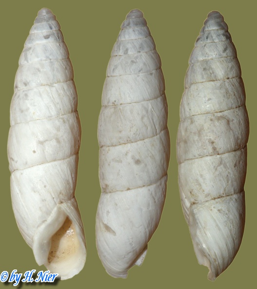 Leucomastus varnensis -  3. Fund
