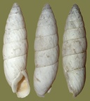 Leucomastus varnensis -  3. Fund