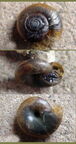 Stamm Mollusca (Cuvier, 1797)
