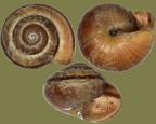Gattung Arianta (Turton, 1831)