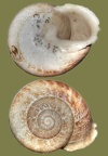 Eobania vermiculata - 11. Fund