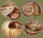 Familie Helicidae (Rafinesque, 1815)