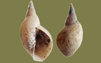 Lymnaea stagnalis - 10. Fund