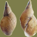 Lymnaea stagnalis - 11. Fund
