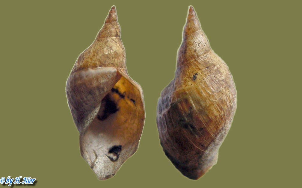 Lymnaea stagnalis - 12. Fund