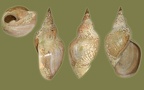 Lymnaea stagnalis - 15. Fund