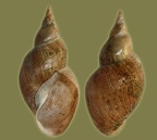 Gattung Lymnaea (Lamarck, 1799)