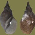 Lymnaea stagnalis -  1. Fund