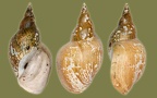 Lymnaea stagnalis - 21. Fund