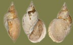 Lymnaea stagnalis - 22. Fund