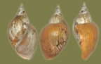 Lymnaea stagnalis - 25. Fund