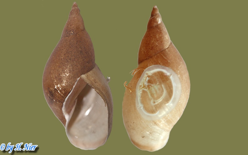 Lymnaea stagnalis -  2. Fund