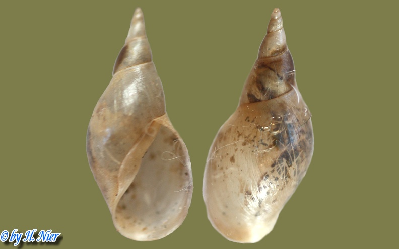 Lymnaea stagnalis -  3. Fund