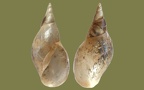 Lymnaea stagnalis -  3. Fund