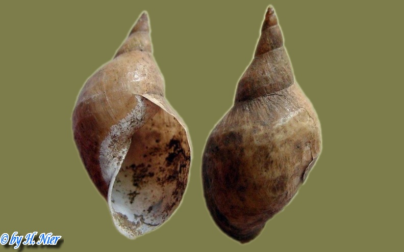 Lymnaea stagnalis -  4. Fund