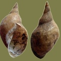 Lymnaea stagnalis -  4. Fund