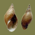 Lymnaea stagnalis -  5. Fund