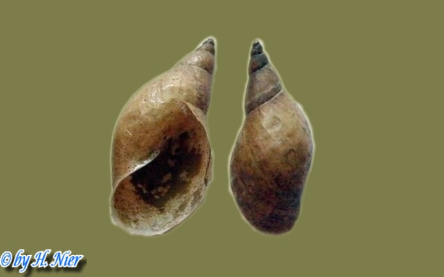 Lymnaea stagnalis -  6. Fund