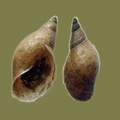 Lymnaea stagnalis -  6. Fund