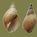 Lymnaea stagnalis -  7. Fund