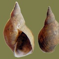 Lymnaea stagnalis -  8. Fund