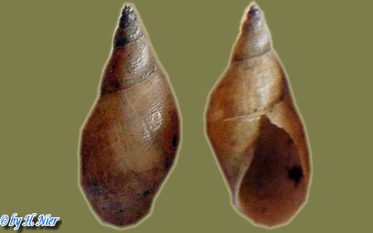 Lymnaea stagnalis -  9. Fund
