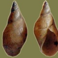 Lymnaea stagnalis -  9. Fund