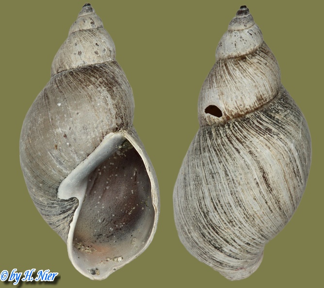 Stagnicola cf. corvus -  3. Fund