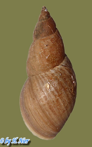Stagnicola cf. palustris - 1. Fund