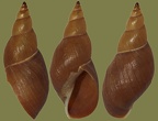  Klasse Gastropoda (Cuvier, 1797)