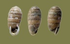Familie Orculidae (Pilsbry, 1918)