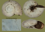 Aegopinella minor -  2. Fund