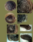 Stamm Mollusca (Cuvier, 1797)