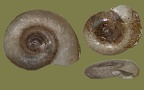 Gattung Gyraulus (Charpentier, 1837)