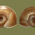 Planorbarius corneus -  2. Fund