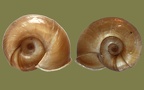 Planorbarius corneus -  2. Fund