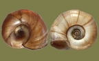 Planorbarius corneus -  3. Fund