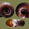 Planorbarius corneus -  4. Fund
