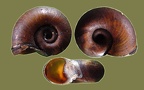 Planorbarius corneus -  4. Fund