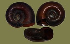 Planorbarius corneus -  6. Fund