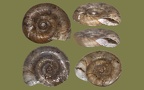  Klasse Gastropoda (Cuvier, 1797)