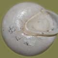 Pleurodonte lucerna -  2. Fund