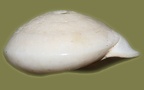 Pleurodonte lucerna (Helix abnormis, lamarckii) (Müller, 1774)