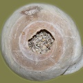 Pleurodonte lucerna -  3. Fund