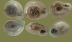 Familie Pristilomatidae (Vitreidae) (Cockerell, 1891)