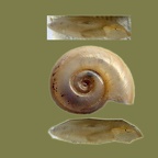 Gattung Atlanta (Lesueur, 1817)