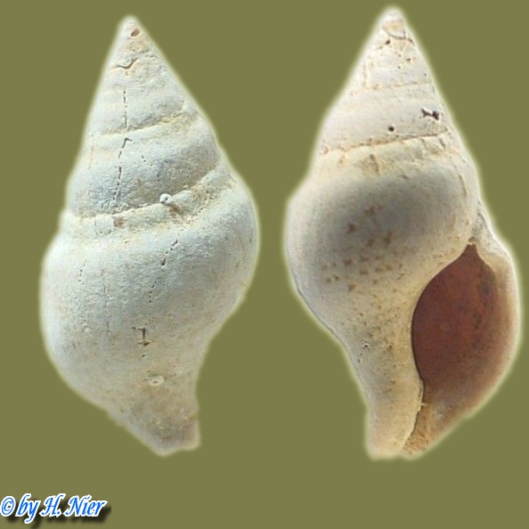 Euthria cornea -  1. Fund