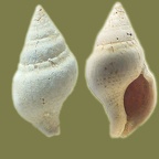 Euthria cornea (Buccinulum corneum) (Linnæus, 1758)